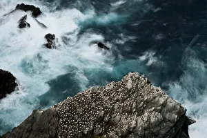 Aerial view of nesting Gannets (Morus bassanus) and swirling seas, Hermaness, Shetland, Scotland, UK, October Aerial view of nesting Gannets (Morus bassanus) and swirling seas, Hermaness, Shetland, Scotland, UK, October