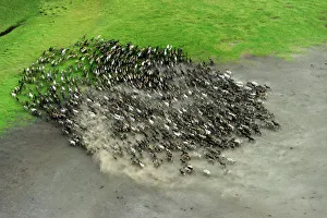 Aerial view of Reindeer (Rangifer tarandus) fording water whilst being herded by Nenet herders Aerial view of Reindeer (Rangifer tarandus) fording water whilst being herded by Nenet herders