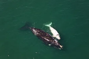 Aerial view of Southern right whale (Eubalaena australis / Balaena glacialis australis Aerial view of Southern right whale (Eubalaena australis / Balaena glacialis australis