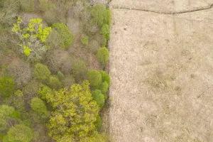 Aerial view of spring woodland protected by deer fence, Isle of Mull, Scotland, UK. May, 2019 Aerial view of spring woodland protected by deer fence, Isle of Mull, Scotland, UK. May, 2019