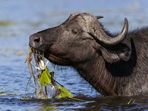 African buffalo (Syncerus caffer) feeding on water lillies in Chobe River, Chobe National Park African buffalo (Syncerus caffer) feeding on water lillies in Chobe River, Chobe National Park