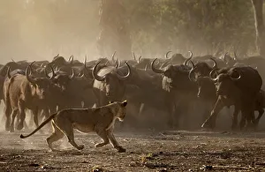 African buffalo (Syncerus caffer) herd showing defensive behaviour as an African lioness African buffalo (Syncerus caffer) herd showing defensive behaviour as an African lioness