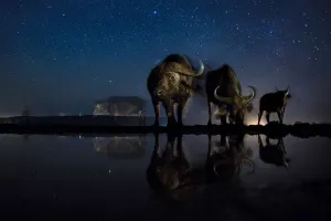 African buffalo (Syncerus caffer) at waterhole at night, Mkuze, South Africa Third African buffalo (Syncerus caffer) at waterhole at night, Mkuze, South Africa Third