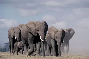 African elephant herd walking {Loxodonta africana} Amboseli, Kenya African elephant herd walking {Loxodonta africana} Amboseli, Kenya