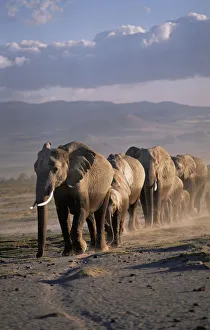 African elephant (Loxodonta africana) herd walking in line, female matriach at the front African elephant (Loxodonta africana) herd walking in line, female matriach at the front