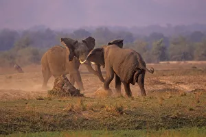 African Elephant (Loxodonta africana) bulls in dominance fight, Mono Pools national Park African Elephant (Loxodonta africana) bulls in dominance fight, Mono Pools national Park