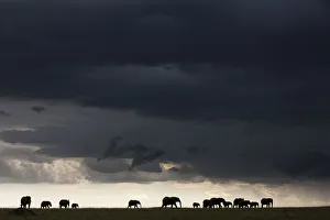 African elephant (Loxodonta africana) herd silhouetted in distance walking through a storm African elephant (Loxodonta africana) herd silhouetted in distance walking through a storm