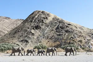 African elephant (Loxodonta africana) herd walking in procession, Kaokoveld Desert African elephant (Loxodonta africana) herd walking in procession, Kaokoveld Desert