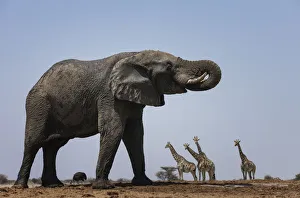 African elephant (Loxodonta africana) with Giraffes (Giraffa camelopardalis African elephant (Loxodonta africana) with Giraffes (Giraffa camelopardalis