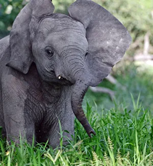 African elephant (Loxodonta africana) juvenile flapping ears, Okavango Delta, Botswana African elephant (Loxodonta africana) juvenile flapping ears, Okavango Delta, Botswana
