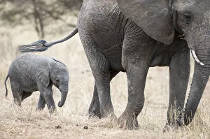 African elephant (Loxodonta africana) and calf, Tarangire National Park, Tanzania African elephant (Loxodonta africana) and calf, Tarangire National Park, Tanzania