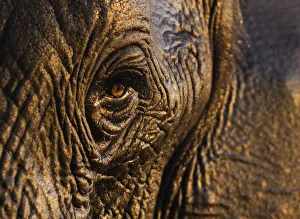 African elephant {Loxodonta africana} close-up of eye, Chobe national park, Botswana African elephant {Loxodonta africana} close-up of eye, Chobe national park, Botswana