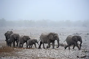 African elephant (Loxodonta africana) herd with calves, walking in procession to African elephant (Loxodonta africana) herd with calves, walking in procession to