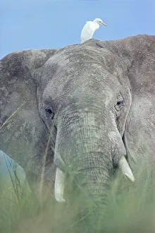 African elephant portrait in grass {Loxodonta africana} with Egret, Kenya African elephant portrait in grass {Loxodonta africana} with Egret, Kenya