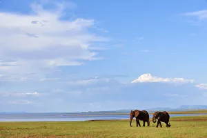 African elephants (Loxodonta africana) grazing on shore of Lake Kariba, Matusadona National Park African elephants (Loxodonta africana) grazing on shore of Lake Kariba, Matusadona National Park