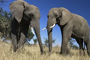 African elephants {Loxodonta africana} Imere Zimbabwe African elephants {Loxodonta africana} Imere Zimbabwe