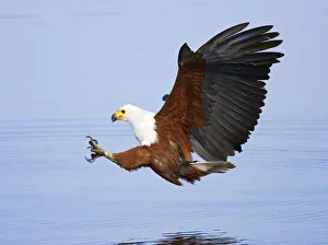 African fish eagle about to catch fish {Haliaeetus vocifer} Chobe NP, Botswana African fish eagle about to catch fish {Haliaeetus vocifer} Chobe NP, Botswana