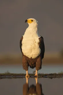 African fish eagle (Haliaeetus vocifer). Zimanga private game reserve, KwaZulu-Natal African fish eagle (Haliaeetus vocifer). Zimanga private game reserve, KwaZulu-Natal