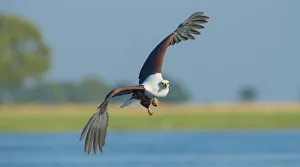 African fish eagle (Haliaeetus vocifer) in flight, Chobe National Park, Botswana African fish eagle (Haliaeetus vocifer) in flight, Chobe National Park, Botswana