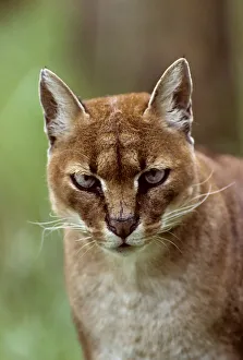 African golden cat (Profelis aurata) female, captive, occurs in West and central Africa African golden cat (Profelis aurata) female, captive, occurs in West and central Africa