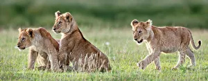 African Lion (Panthera leo) cubs at 4 months. Big Marsh, near Ndutu, Nogorongoro Conservation African Lion (Panthera leo) cubs at 4 months. Big Marsh, near Ndutu, Nogorongoro Conservation