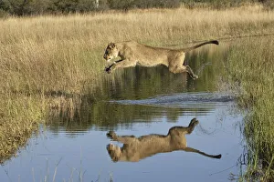 African lion (Panthera leo) lioness leaping over water, reflection in water African lion (Panthera leo) lioness leaping over water, reflection in water