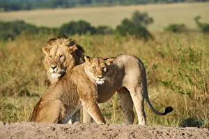 African lion (Panthera leo) and lioness after mating, Masai Mara National Reserve, Kenya African lion (Panthera leo) and lioness after mating, Masai Mara National Reserve, Kenya