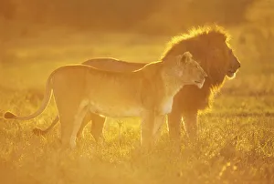 African lion (Panthera leo) male and female at sunrise, Masai Mara National Reserve African lion (Panthera leo) male and female at sunrise, Masai Mara National Reserve