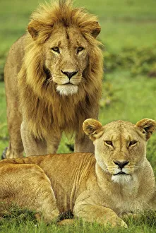 African lion (Panthera leo) pair, Masai Mara National Reserve, Kenya, January African lion (Panthera leo) pair, Masai Mara National Reserve, Kenya, January