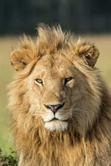 African lion (Panthera leo) portrait, Masai Mara Game Reserve, Kenya African lion (Panthera leo) portrait, Masai Mara Game Reserve, Kenya