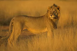 Images Dated 7th March 2005: African Lion (Panthera leo) Samburu NP, Kenya