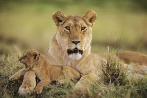 African lion (Panthera leo) with yawning cub, Masai Mara National Reserve, Kenya, January African lion (Panthera leo) with yawning cub, Masai Mara National Reserve, Kenya, January