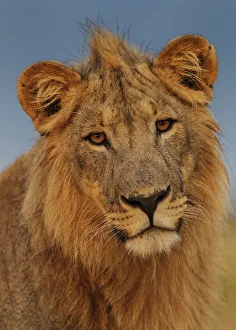 African Lion (Panthera leo) young male at sunrise, Etosha National Park, Namibia African Lion (Panthera leo) young male at sunrise, Etosha National Park, Namibia