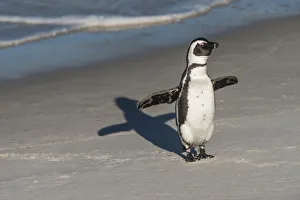 African penguin (Spheniscus demersus) returning to colony. Near Simons Town in False Bay African penguin (Spheniscus demersus) returning to colony. Near Simons Town in False Bay