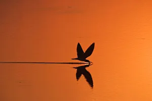 African skimmer skimming at sunset {Rynchops flavirostris} Chobe NP, Botswana African skimmer skimming at sunset {Rynchops flavirostris} Chobe NP, Botswana