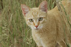 African wild cat (Felis sylvestris libyca), Kgalagadi Transfrontier Park, Kalahari desert African wild cat (Felis sylvestris libyca), Kgalagadi Transfrontier Park, Kalahari desert