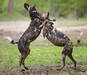 African wild dog (Lycaon pictus), male and female play fighting. Mana Pools National Park, Zimbabwe African wild dog (Lycaon pictus), male and female play fighting. Mana Pools National Park, Zimbabwe