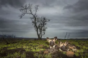 African Wild dogs or Cape hunting dogs (Lycaon pictus) at close range taken from ground level African Wild dogs or Cape hunting dogs (Lycaon pictus) at close range taken from ground level