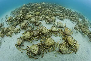 Aggregation of thousands of Spider crabs (Leptomithrax gaimardii) for moulting, South Aggregation of thousands of Spider crabs (Leptomithrax gaimardii) for moulting, South