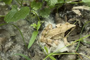 Agile frog (Rana dalmatina) in the undergrowth, with some white willow achenes Agile frog (Rana dalmatina) in the undergrowth, with some white willow achenes