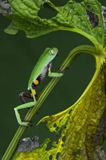 Agua Rica leaf frog (Phyllomedusa ecuatoriana) captive, endemic to Agua Rica, Ecuador Agua Rica leaf frog (Phyllomedusa ecuatoriana) captive, endemic to Agua Rica, Ecuador