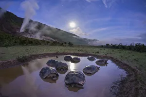 Alcedo giant tortoises (Chelonoidis vandenburghi) group resting in water to keep cool Alcedo giant tortoises (Chelonoidis vandenburghi) group resting in water to keep cool