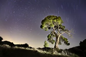 Aleppo pine tree {Pinus halepensis} photographed with long exposure at night with Aleppo pine tree {Pinus halepensis} photographed with long exposure at night with
