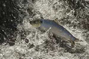 Alewife fish (Alosa pseudoharengus), migrating up river, Northern Maine, USA. June Alewife fish (Alosa pseudoharengus), migrating up river, Northern Maine, USA. June
