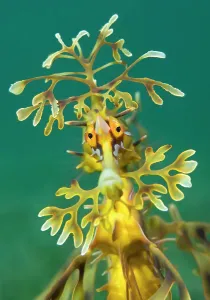 Prints of Leafy seadragon (Phycodurus eques). Wool Bay Jetty, Edithburgh, Yorke Peninsula, South Australia Sea Dragon Prints: Leafy seadragon Print, Wool Bay Jetty, Edithburgh