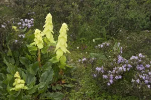 Alexanders rhubarb (Rheum alexandrae) and Dwarf purple rhododendron (Rhododendron Alexanders rhubarb (Rheum alexandrae) and Dwarf purple rhododendron (Rhododendron