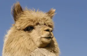 Alpaca {Lama pacos} head portrait, Andes. Ecuador Alpaca {Lama pacos} head portrait, Andes. Ecuador