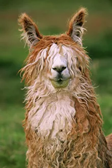 Alpaca portrait {Lama pacos} Altiplano, Bolivia Alpaca portrait {Lama pacos} Altiplano, Bolivia