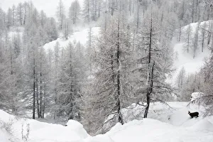 Alpine chamois (Rupicapra rupicapra rupicapra) in winter landscape with snow covered trees Alpine chamois (Rupicapra rupicapra rupicapra) in winter landscape with snow covered trees