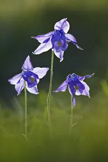 Alpine columbine (Aquilegia alpina) Mont Ventoux, Provence, France, July Alpine columbine (Aquilegia alpina) Mont Ventoux, Provence, France, July